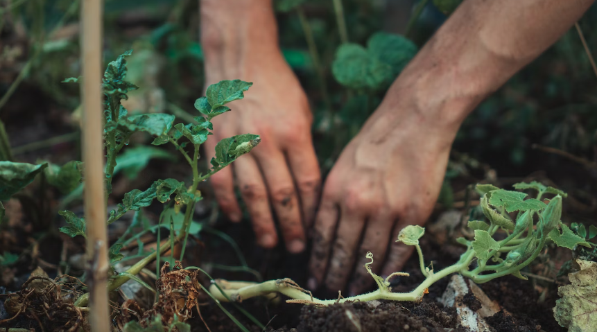 Handen in aarde - tuinieren